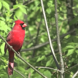 Nature Live Walpaper 41 أيقونة