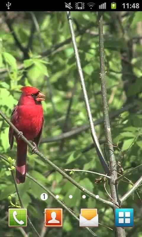 Nature Live Walpaper 41 screenshot 1