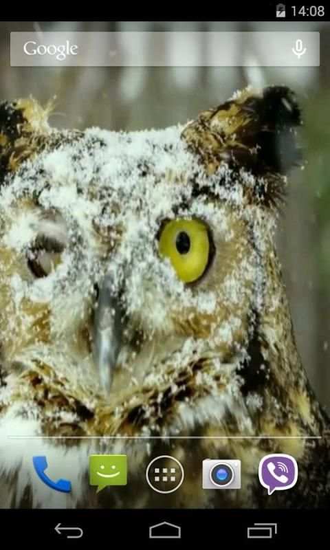 Owl Video Live Wallpaper screenshot 3