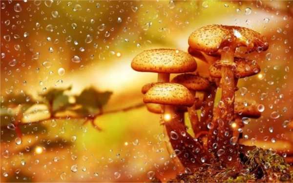 Autumn Rain LWP screenshot 4