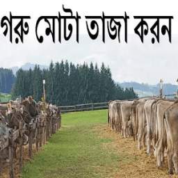 গরু মোটা তাজা করণ ওপ্রশ্নউত্তর 0.0.1