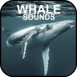 Whale Sounds