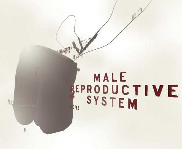 Male Reproductive System 3D скриншот 8