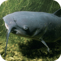 Catfish Wallpapers أيقونة