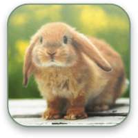 Bunny Free Video Wallpaper