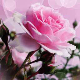 Pink rose romantic theme