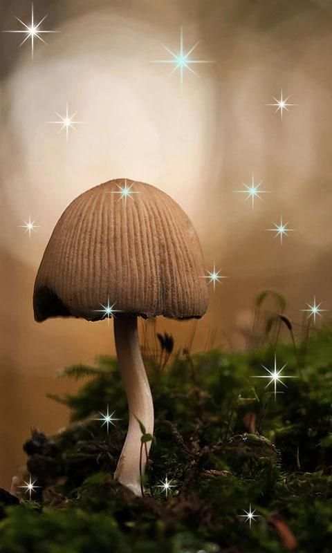 3D Mashroom Live Wallpaper स्क्रीनशॉट 3
