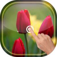 Magic Ripple - Tulip LWP on 9Apps