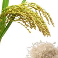 Riz de Bagré