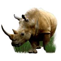 Rhinos Africa GoPro on 9Apps