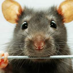 rat wallpapers 1.1