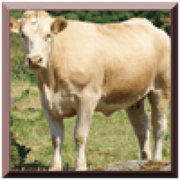 Funny Cow иконка