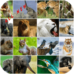 Wild Animals Wallpaper HD иконка