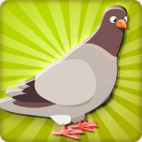 Spotted Dove Bird Sounds on 9Apps