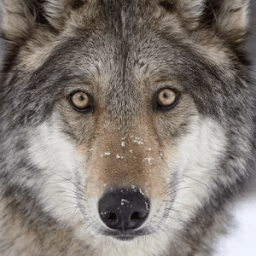 ikon Angry Killer Wolf 3d Simulator