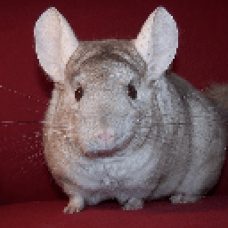 Шиншиллы обои иконка