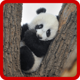 Adivina el animal icon