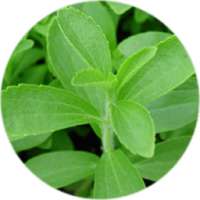 Stevia ☘ on 9Apps