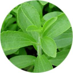 Stevia 1.0