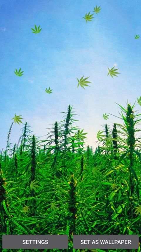Weed Live Wallpaper screenshot 4