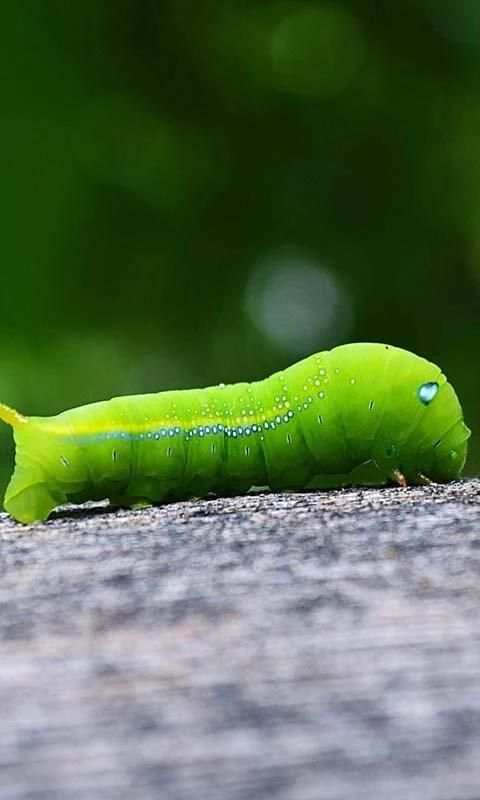 live worms wallpaper स्क्रीनशॉट 4
