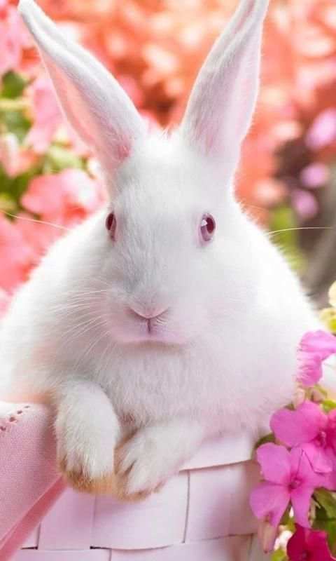 easter bunny live wallpapers screenshot 4