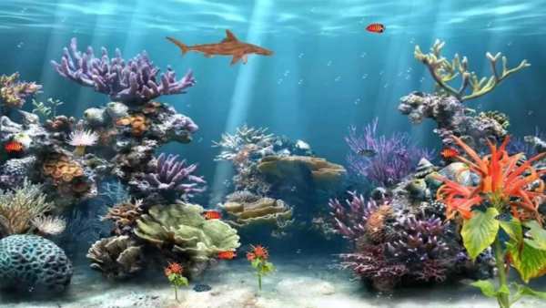 Aquarium Live Wallpaper screenshot 2