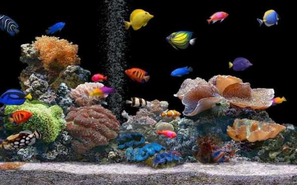 Aquarium Live Wallpaper screenshot 1