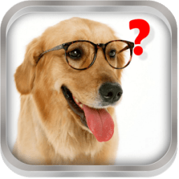 ikon Magic Ball. Ask the dog