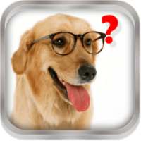 Magic Ball. Ask the dog