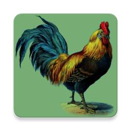 Rooster Alarm and Ringtone