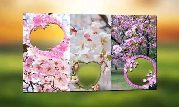 Sakura Photo Frames स्क्रीनशॉट 5