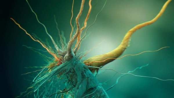 Biology.Bacteria.Wallpaper screenshot 2
