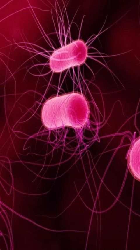 Biology.Bacteria.Wallpaper screenshot 6