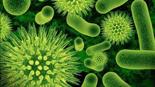 Biology.Bacteria.Wallpaper screenshot 4