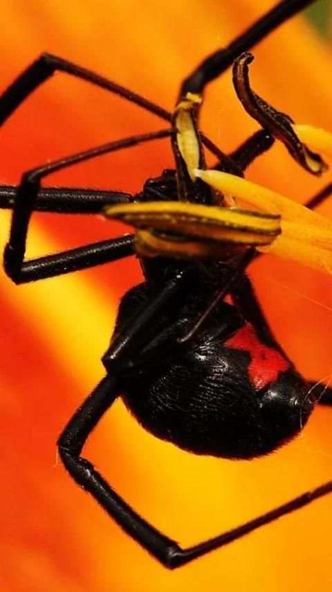 Black Widow Live Wallpaper screenshot 6