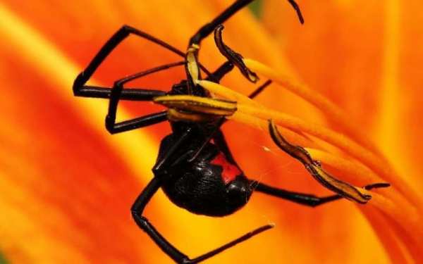 Black Widow Live Wallpaper screenshot 4