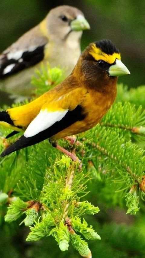 Beautiful Birds Wallpapers3 HD скриншот 11