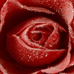 ikon أجمل الزهور