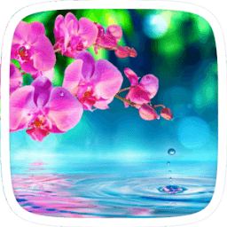 Pink bloss आइकन