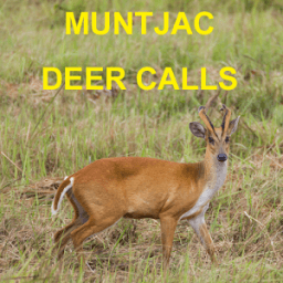 ikon Muntjac Deer Calls