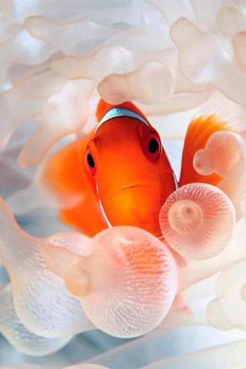 Clown Fish Live Wallpaper screenshot 1
