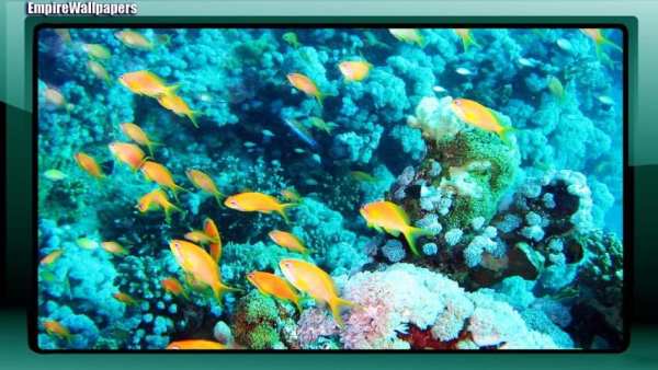 Aquarium Pack 2 Wallpaper screenshot 2