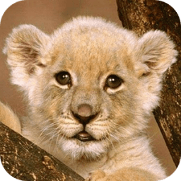 Lovely Pet Farm icon