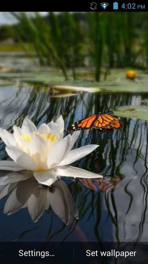 3D Butterfly Live Wallpaper screenshot 2