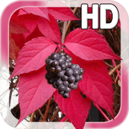 Autumn Grapes LWP أيقونة