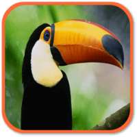 Toucan Sounds