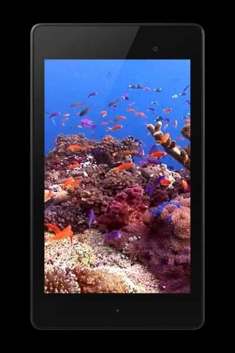 Fish 4K Video Wallpaper screenshot 5