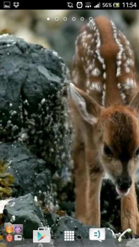 Deer wallpapers screenshot 1