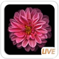 Bloom Flower OS Live wallpaper